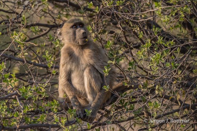 Botswana 09/2019 | Khwai River | Chacma Baboon (Tschakmapavian)