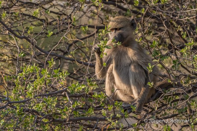 Botswana 09/2019 | Khwai River | Chacma Baboon (Tschakmapavian)