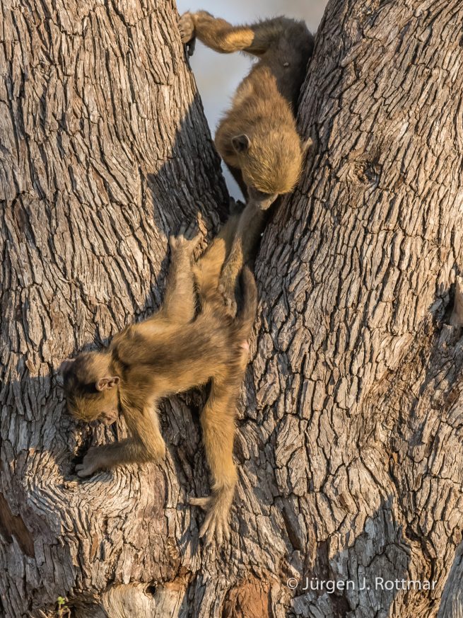 Botswana 09/2019 | Khwai River | Chacma Baboon (Tschakmapavian)