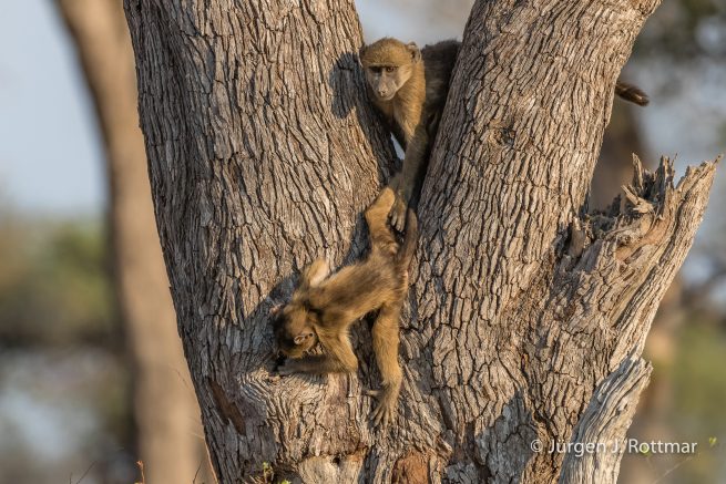 Botswana 09/2019 | Khwai River | Chacma Baboon (Tschakmapavian)