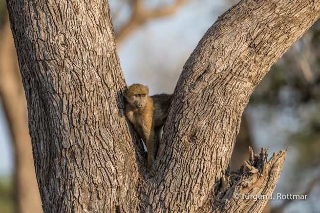 Botswana 09/2019 | Khwai River | Chacma Baboon (Tschakmapavian)