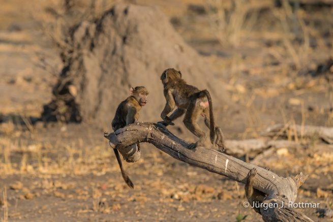 Botswana 09/2019 | Khwai River | Chacma Baboon (Tschakmapavian)