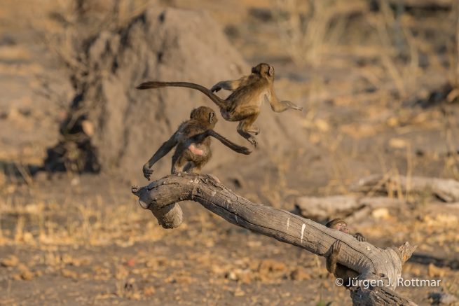 Botswana 09/2019 | Khwai River | Chacma Baboon (Tschakmapavian)