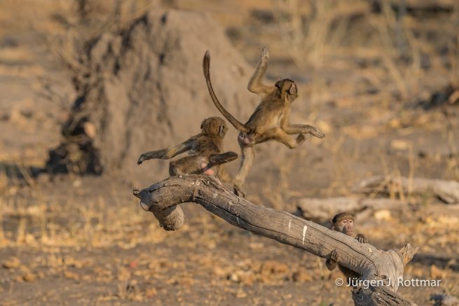 Botswana 09/2019 | Khwai River | Chacma Baboon (Tschakmapavian)