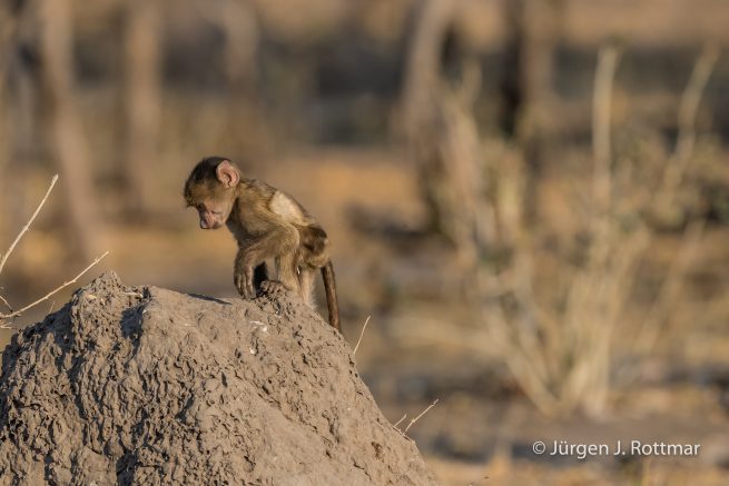 Botswana 09/2019 | Khwai River | Chacma Baboon (Tschakmapavian)