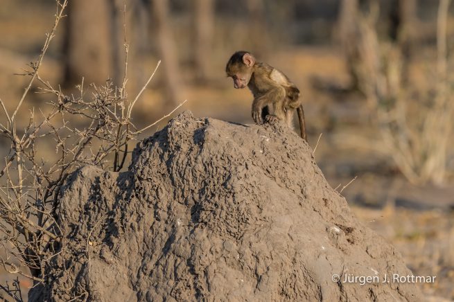 Botswana 09/2019 | Khwai River | Chacma Baboon (Tschakmapavian)