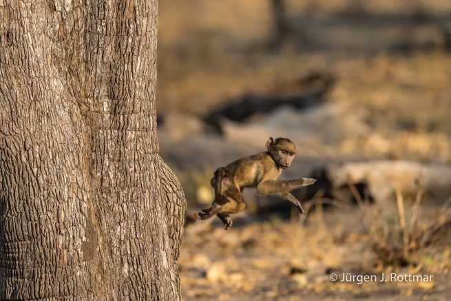 Botswana 09/2019 | Khwai River | Chacma Baboon (Tschakmapavian)