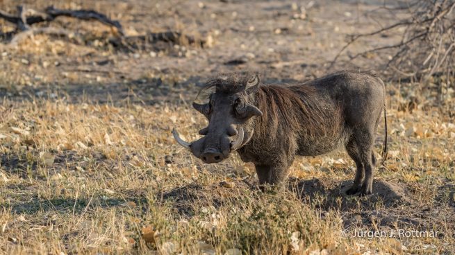Botswana 09/2019 | Khwai River | Common Warthog (Warzenschwein)