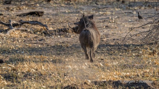 Botswana 09/2019 | Khwai River | Common Warthog (Warzenschwein)