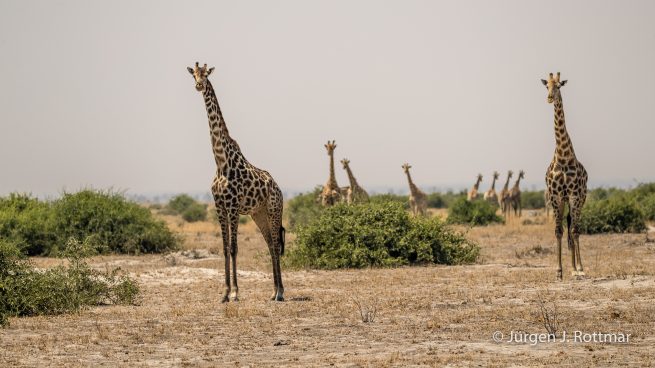 Botswana 09/2019 | Khwai River | Giraffe (Giraffe)