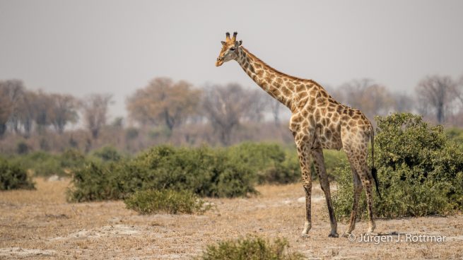 Botswana 09/2019 | Khwai River | Giraffe (Giraffe)