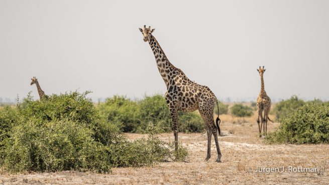 Botswana 09/2019 | Khwai River | Giraffe (Giraffe)