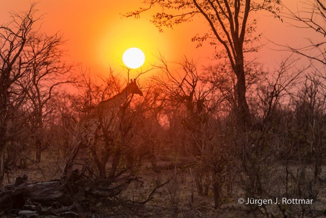 Botswana 09/2019 | Khwai River | Giraffe (Giraffe)