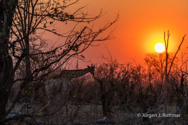 Botswana 09/2019 | Khwai River | Giraffe (Giraffe)