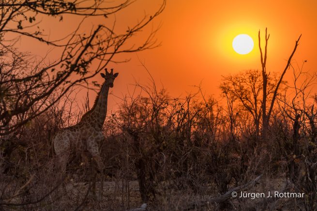 Botswana 09/2019 | Khwai River | Giraffe (Giraffe)