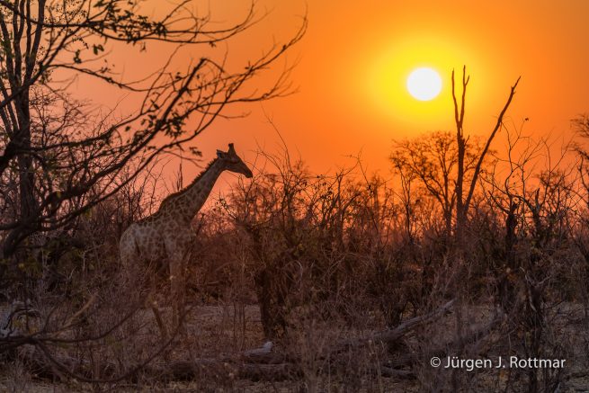Botswana 09/2019 | Khwai River | Giraffe (Giraffe)
