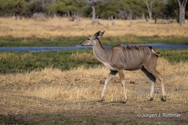 Botswana 09/2019 | Khwai River | Greater Kudu with Red-Billed Oxpecker (Kudu mit Rotschnabel-Madenhacker)