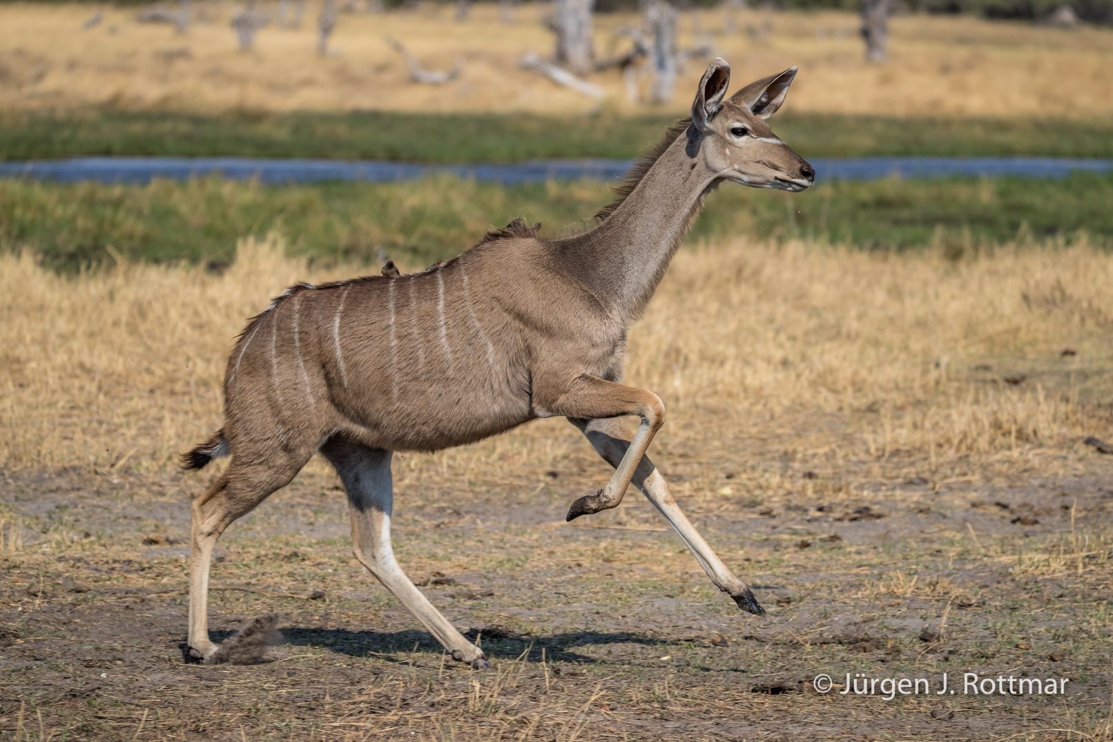 Botswana 09/2019 | Khwai River | Greater Kudu with Red-Billed Oxpecker (Kudu mit Rotschnabel-Madenhacker)