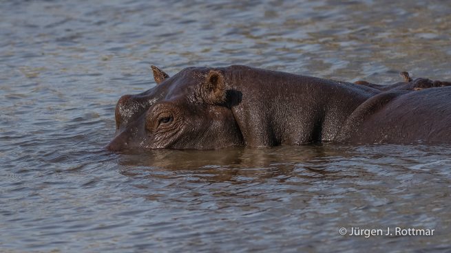 Botswana 09/2019 | Khwai River | Hippopotamus (Grossflusspferd)