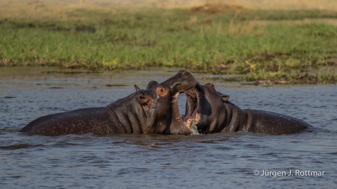 Botswana 09/2019 | Khwai River | Hippopotamus (Grossflusspferd)
