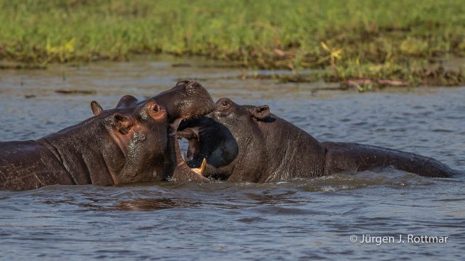 Botswana 09/2019 | Khwai River | Hippopotamus (Grossflusspferd)