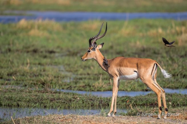 Botswana 09/2019 | Khwai River | Lechwe (Litschi with Red-Billed Oxpecker (Moorantilope mit Rotschnabel-Madenhacker)