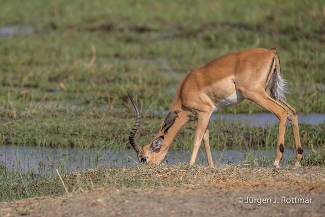 Botswana 09/2019 | Khwai River | Lechwe with Red-Billed Oxpecker (Litschi-Moorantilope mit Rotschnabel-Madenhacker)