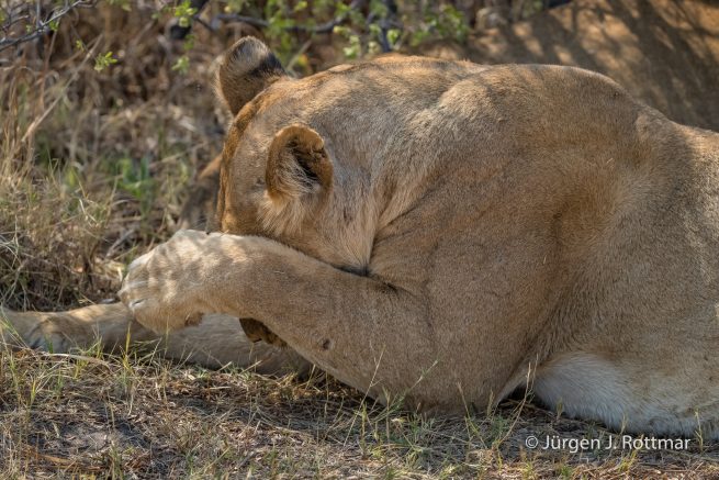 Botswana 09/2019 | Khwai River | Lion (Löwe)