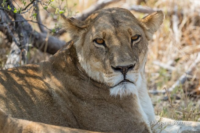 Botswana 09/2019 | Khwai River | Lion (Löwe)
