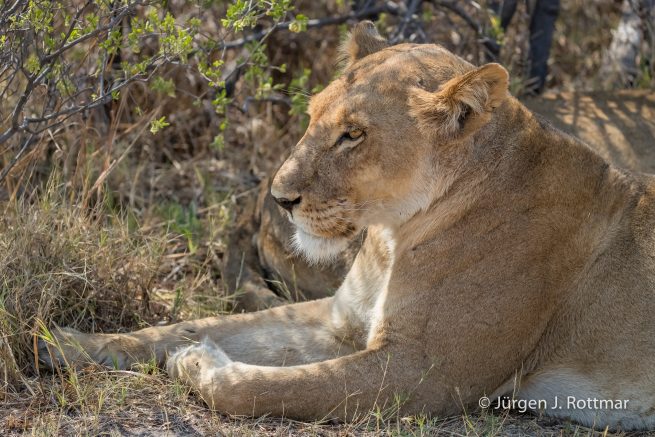Botswana 09/2019 | Khwai River | Lion (Löwe)