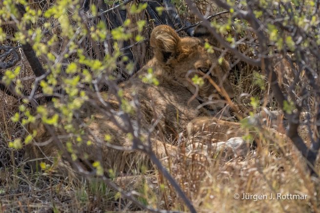 Botswana 09/2019 | Khwai River | Lion (Löwe)