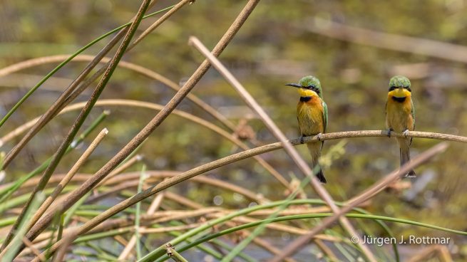 Botswana 09/2019 | Khwai River | Little Bee-Eater (Zwergspint)