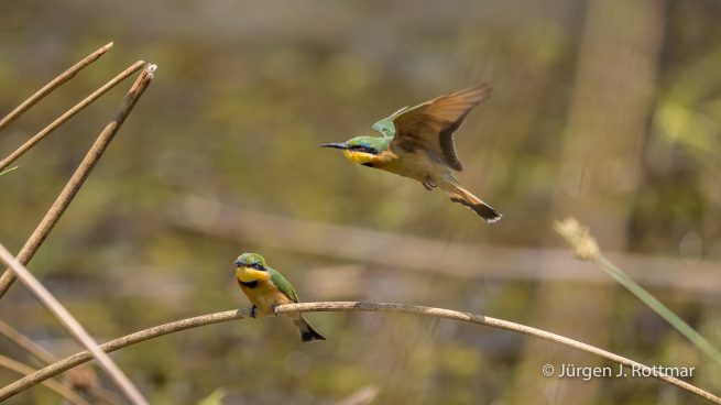 Botswana 09/2019 | Khwai River | Little Bee-Eater (Zwergspint)