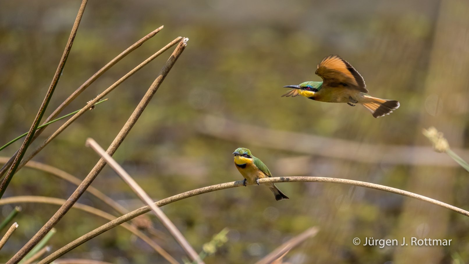 Botswana 09/2019 | Khwai River | Little Bee-Eater (Zwergspint)