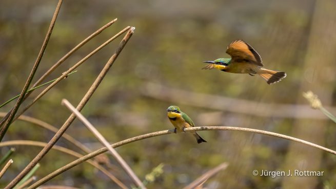 Botswana 09/2019 | Khwai River | Little Bee-Eater (Zwergspint)
