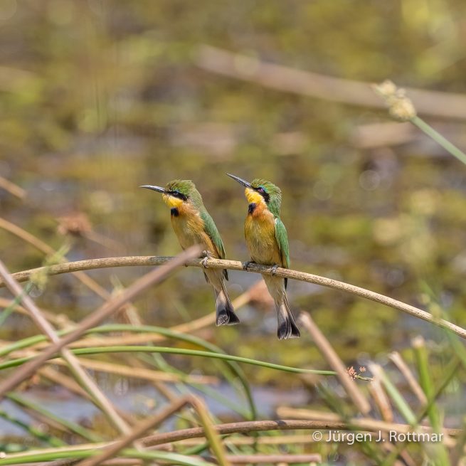 Botswana 09/2019 | Khwai River | Little Bee-Eater (Zwergspint)