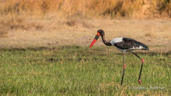 Botswana 09/2019 | Khwai River | Saddle-billed Storck (Sattelstorch)
