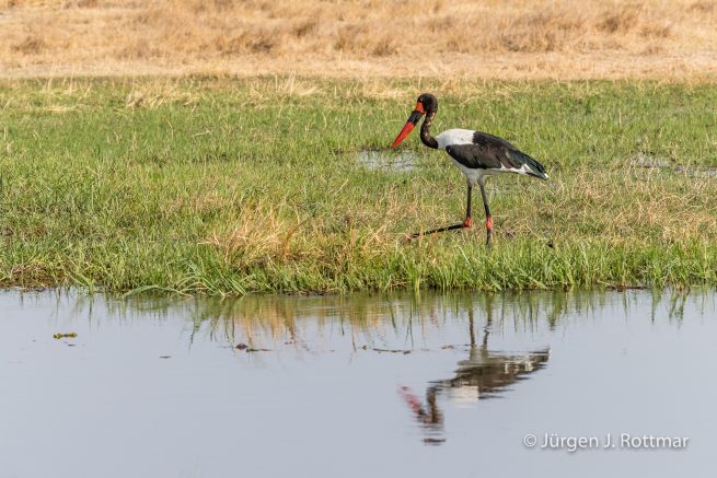 Botswana 09/2019 | Khwai River | Saddle-billed Storck (Sattelstorch)