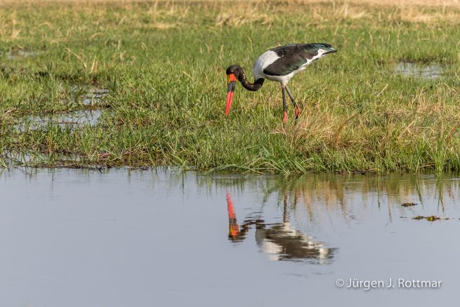 Botswana 09/2019 | Khwai River | Saddle-billed Storck (Sattelstorch)