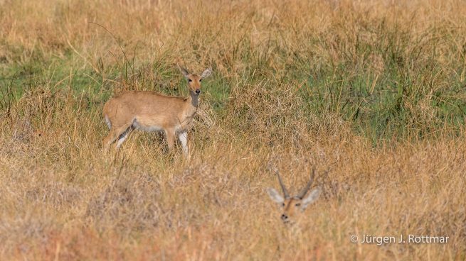 Botswana 09/2019 | Khwai River | Steenbock (Steinböckchen)