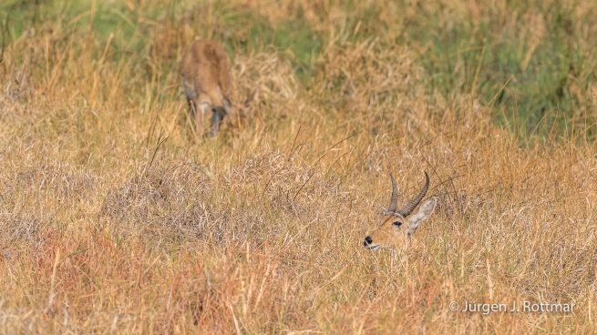 Botswana 09/2019 | Khwai River | Steenbock (Steinböckchen)