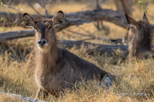 Botswana 09/2019 | Khwai River | Waterbuck (Wasserbock)
