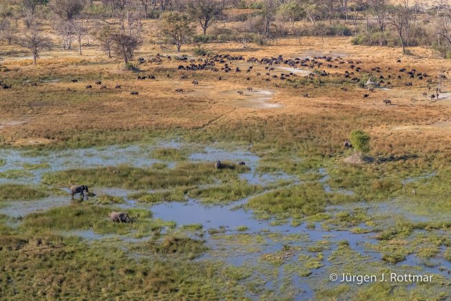 Botswana 09/2019 | Okavango Delta | African Buffalo and African Savanna Elephant (Afrikanischer Büffel und Afrikanischer Elefant) | Scenic Helicopter Flight