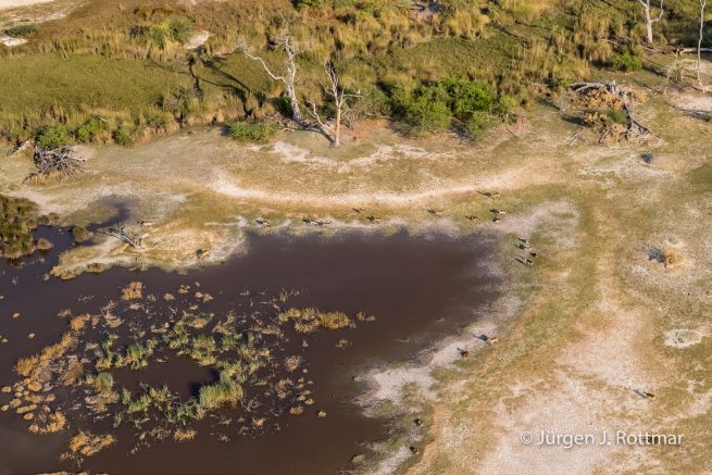 Botswana 09/2019 | Okavango Delta | Lechwe (Litschi-Moorantilope) | Scenic Helicopter Flight