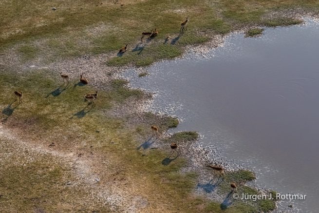 Botswana 09/2019 | Okavango Delta | Lechwe (Litschi-Moorantilope) | Scenic Helicopter Flight