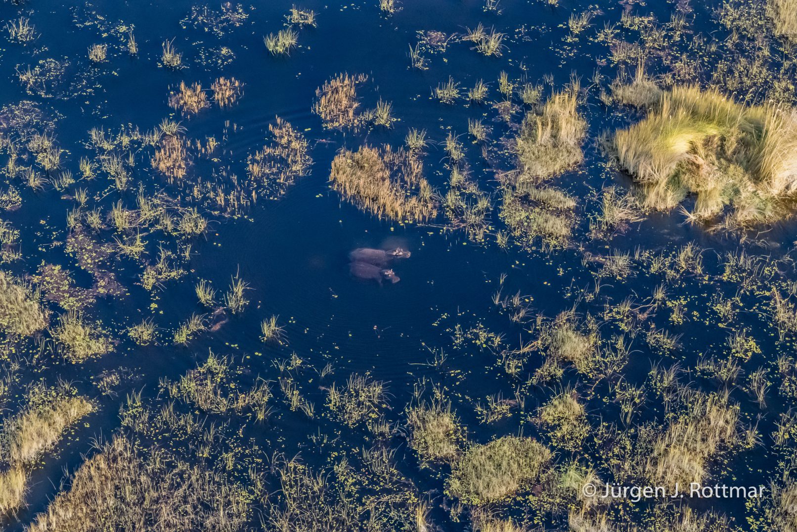 Botswana 09/2019 | Okavango Delta | Hippopotamus (Grossflusspferd) | Scenic Helicopter Flight