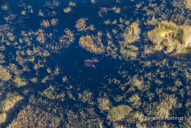 Botswana 09/2019 | Okavango Delta | Hippopotamus (Grossflusspferd) | Scenic Helicopter Flight