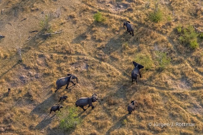 Botswana 09/2019 | Okavango Delta | African Savanna Elephant (Afrikanischer Elefant) | Scenic Helicopter Flight