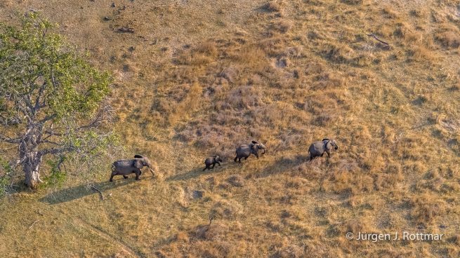 Botswana 09/2019 | Okavango Delta | African Savanna Elephant (Afrikanischer Elefant) | Scenic Helicopter Flight