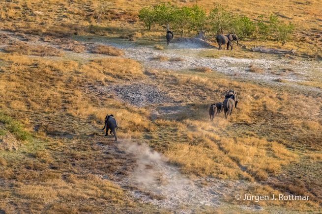 Botswana 09/2019 | Okavango Delta | African Savanna Elephant (Afrikanischer Elefant) | Scenic Helicopter Flight